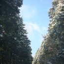 장성 방장산휴양림(편백나무 치유의 숲) 이미지