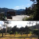 나은 강아지나라 이미지