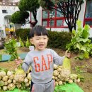 잎새들과 함께 하는 무 관찰&깍두기 담기❤️ 이미지