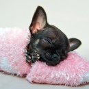 예쁜강아지 이미지