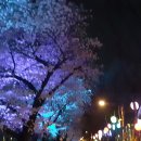 벚꽃로 이미지