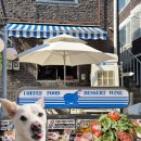 천사 애견 | 연남동 애견동반 브런치 맛집 히포브런치하우스 애견동반 후기