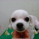 송원애견의집 이미지