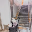 캣츠앤독스 | 사람들이 잘 몰랐던 숨겨진 서울 사진 전시회! 여의도 ‘캣츠 앤 독스’