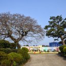 표선초등학교 운동장 이미지