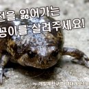 맹꽁이 이미지