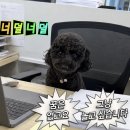 놀러오개 애견유치원 애견호텔 울산동구점 | 슬기로운 멍 인턴 생활!