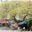 나무포토 이미지