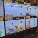 도그마루 강아지 고양이 부산점 이미지