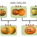 뚱땡이네과일