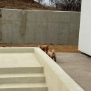 서울근교 애견펜션 강원도 신축 풀빌라 독채펜션 | 스테이루비