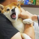 칸느마사지