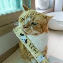 츄르한입 | 고양이 츄르간식 강아지랑 함께 먹어도 좋은 펫토리아 한입뚝딱