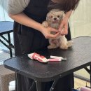 수 애견미용 이미지