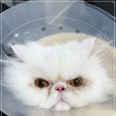 행복한고양이동물병원