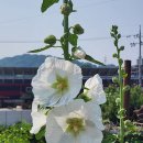 소동산경로당 이미지