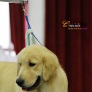 CHERISH GOLDEN 이미지