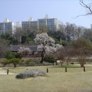 살구꽃핀마을은 이미지