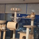 망고캣 | 가르르 고양이 원목 캣타워 두부♡망고가 다양하게 1년간 사용하고 있는 생생한 후기 ^^