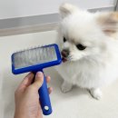 (주)어바웃퍼피 | 플러쉬퍼피 슬리커 브러쉬 추천, 강아지 사용후기