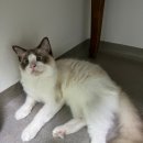 분당다원동물병원 이미지