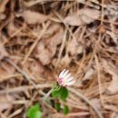 고창 선운산 선운사환종주(240410) 싱그러운 연두빛속으로