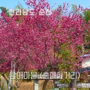 제12회 순천웃장 국밥축제 | 순천 탐매마을 3월 홍매화거리 탐매희망센터 개화 풍경