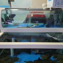 갈릴리수산 이미지