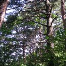 노루메기 이미지