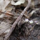 노루귀[Ranunculaceae (미나리아재비과) ＞ Hepatica (노루귀속) ＞ asiatica (노루귀)] 이미지