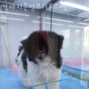 강아지 분양 프러포즈펫 이미지