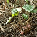 제주각시 이미지