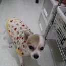 수애견미용실 이미지