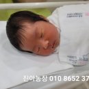 진아농장 이미지