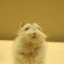 복 이미지