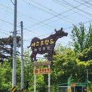 충청도 예산 청보리밭 포토성지 국내 최대 목장 아그로랜드 태신목장