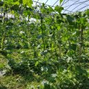 홍서농장 이미지