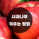 사과나무집 이미지