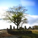 고목나무 이미지