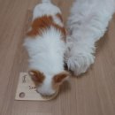 보또리똥 이미지