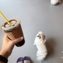 멍멍아준비땅 이미지