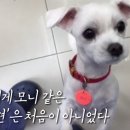 똘똘이비디오 이미지