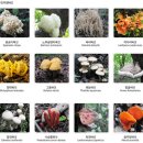 각종 버섯의 종류와 효능 이미지