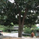 혜암정사 Daum카페