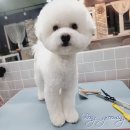 봉 그루밍 이미지