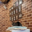 반갑다 창문밖 고양이 이미지