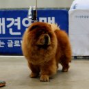 멍뭉이 이미지