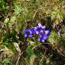 용담 Gentiana scabra Bunge 이미지