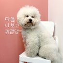 바르다펫 대전점 이미지