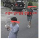 대전 고양이 납치범 잡혔대 이미지